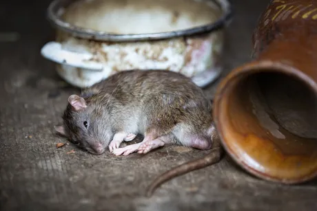 Rodents