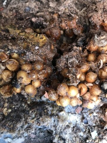Bumble Bee Nest
