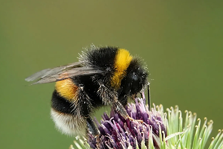 Honey Bee