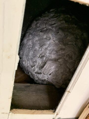 Wasp Nest made of Paper