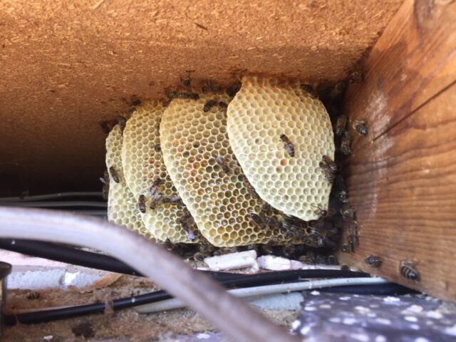 Honey Combs under floor space