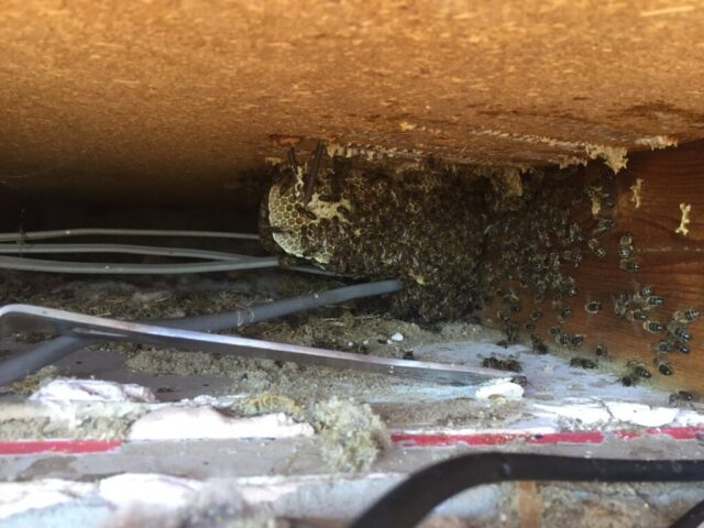 Bee infestation in house