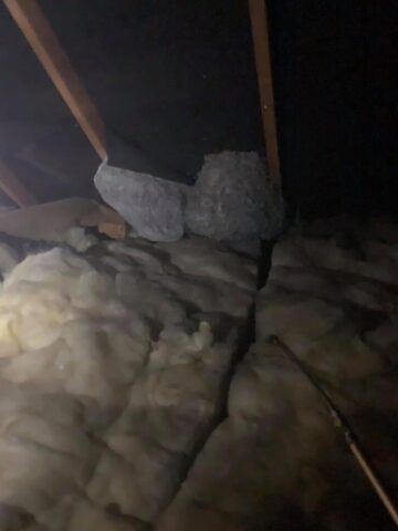 Wasp nests in loft space