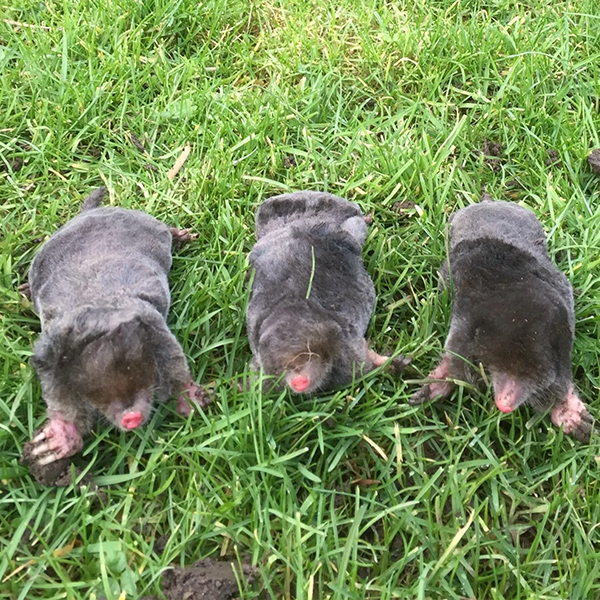 Moles Pest Control Breadsall Services